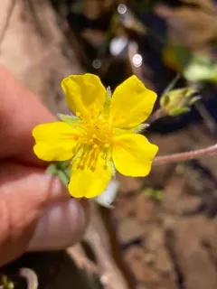 Steens Mountain Cinquefoil thumbnail 2