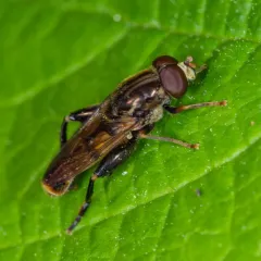 Common Thick-leg Fly thumbnail 3