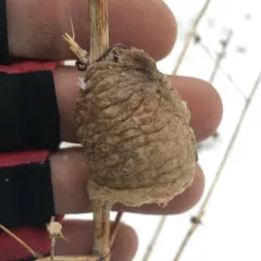 Chinese Mantis thumbnail 4
