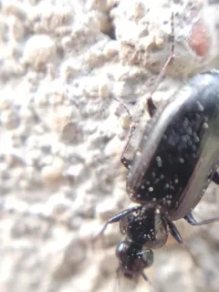 Sericoda obsoleta thumbnail 2