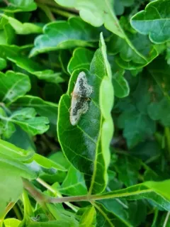 Idaea gemmata thumbnail 3