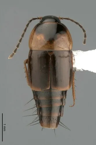 Nitidotachinus scrutator