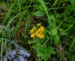 New England ragwort thumbnail 4