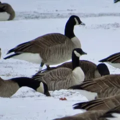 Cackling Goose thumbnail 2