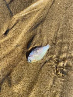 Silver Surfperch thumbnail 4
