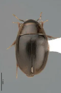 Enochrus ochraceus thumbnail 2