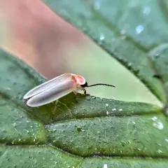 Little Gray Firefly thumbnail 3