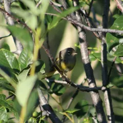 MacGillivray's Warbler thumbnail 3