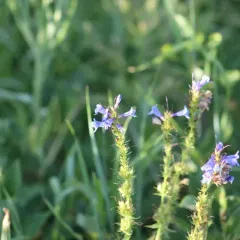 Rydberg's Beardtongue thumbnail 3