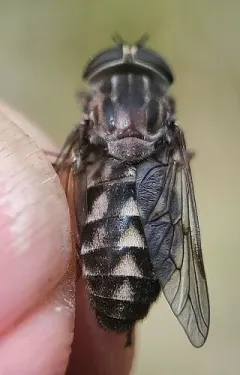 Tabanus vivax thumbnail 1