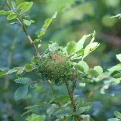 Diplolepis californica thumbnail 4