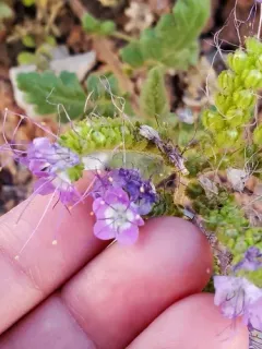 Glandular Phacelia thumbnail 4