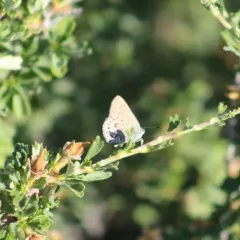 Behr's Hairstreak thumbnail 2