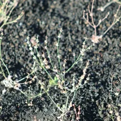 Wickerstem Buckwheat thumbnail 4