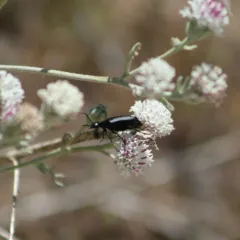punctate blister beetle thumbnail 2