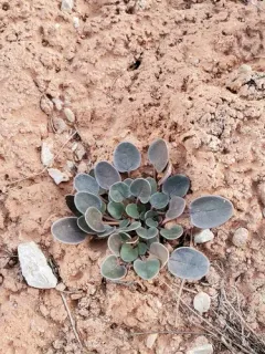 Great Basin Sand Verbena thumbnail 2