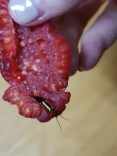 Lined Earwig thumbnail 4
