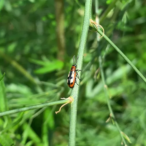Common Asparagus Beetle