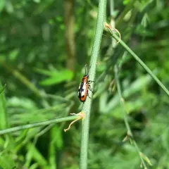 Common Asparagus Beetle thumbnail 1