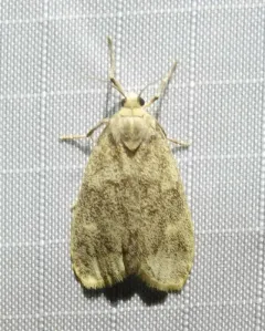 Bruceia pulverina thumbnail 2