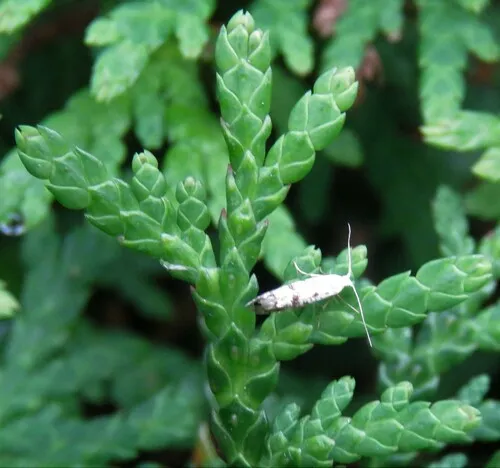 Arborvitae Leafminer