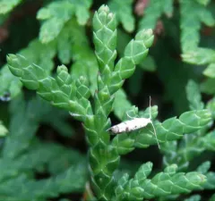 Arborvitae Leafminer thumbnail 1