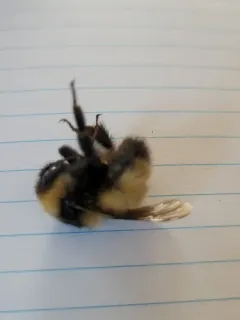 Kluane Bumble Bee thumbnail 2
