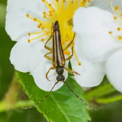 Lined Longhorn Beetle thumbnail 4
