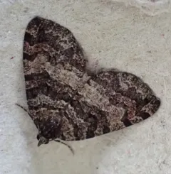 July Highflyer Moth thumbnail 3