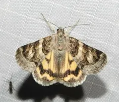 Drasteria howlandii thumbnail 2