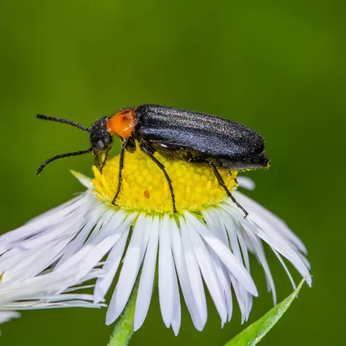 Eastern Black-headed Nemognatha