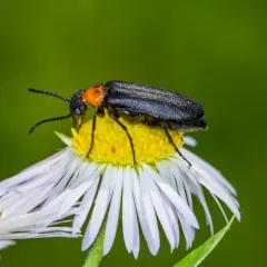 Eastern Black-headed Nemognatha thumbnail 1