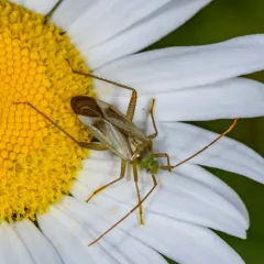 Alfalfa Plant Bug thumbnail 2