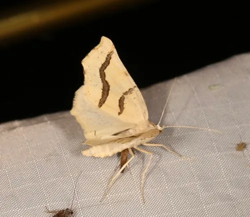 Eriplatymetra coloradaria