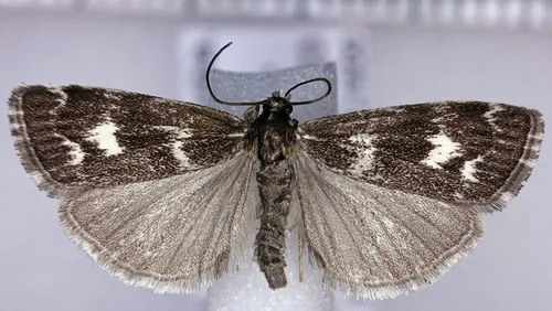 Catoptria maculalis