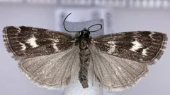 Catoptria maculalis thumbnail 1