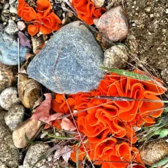 orange peel fungus thumbnail 3