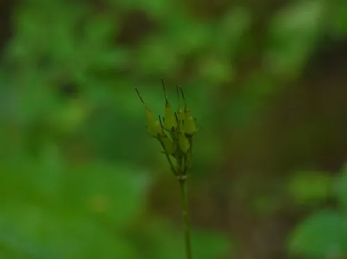 Mountain Tassel-Flower
