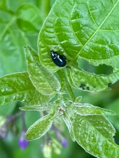 Psylliodes dulcamarae thumbnail 2