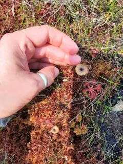 Arrhenia gerardiana thumbnail 2