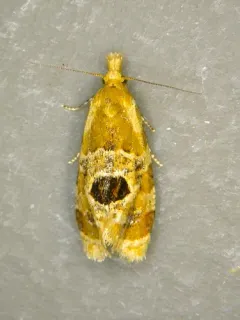 Aethes interruptofasciata thumbnail 2
