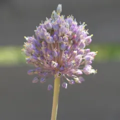Wild Leek thumbnail 4