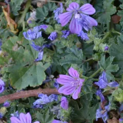 Common Mallow thumbnail 3