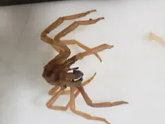 Boreonymphon abyssorum thumbnail 2