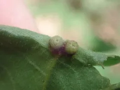 Caryomyia striolacrustum thumbnail 1