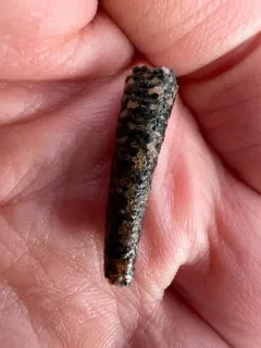 Cistenides brevicoma thumbnail 3