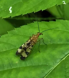 Panorpa debilis thumbnail 4