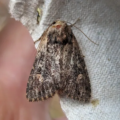 Rusty Shoulder Knot Moth