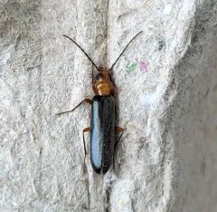 Xanthochroina bicolor thumbnail 1