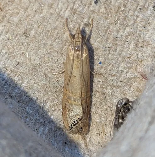 California Grass-veneer Moth